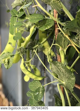 Photo Of The Plant, Snow Pea, Chinese Pea Or Pois Mangetout, An Edible-pod Pea With Flat Pods And Th