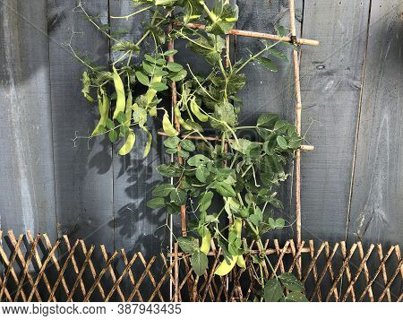 Photo Of The Plant, Snow Pea, Chinese Pea Or Pois Mangetout, An Edible-pod Pea With Flat Pods And Th