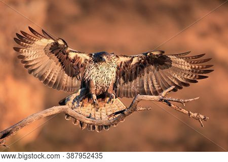 The Bonelli's Eagle (aquila Fasciata) Young Female Lands On A Dry Branch With Orange Rocks As A Back