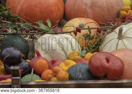 Harvest Autumn Vegetables, Close Up. Pumpkins, Tomatoes, Melons, Peppers, Eggplants And Other Autumn