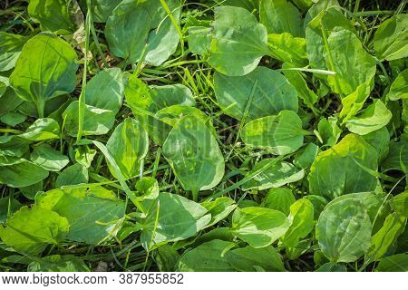 Greater Plantain, Plantago Major Or Soldier S Herb, Image Close Up.