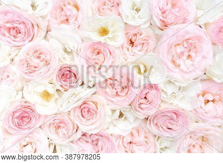Wedding Background From Roses Flowers. Delicate Design Template For Creating Invitations, Cards, Soc