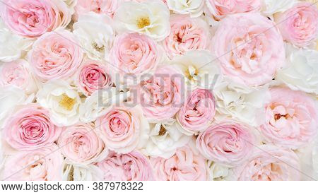 Light Floral Background. White And Pink Roses Close-up Top View With Space For Text. Wedding Backgro