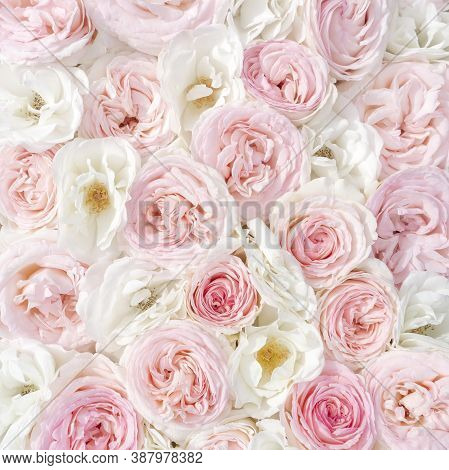 Wedding Design Template With White And Pink Roses To Create Invitations, Cards, Social Media Posts. 