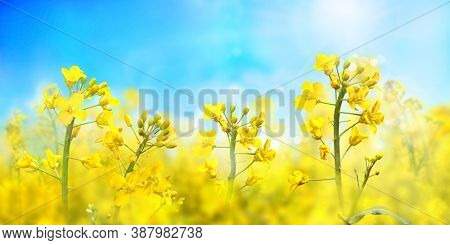 Agricultural field with rapeseed plants. Oilseed, canola, colza. Blooming canola in strong sunlight early morning. Nature background. Macro photo.