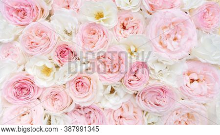 Light Floral Background. White And Pink Roses Close-up Top View With Space For Text. Wedding Backgro