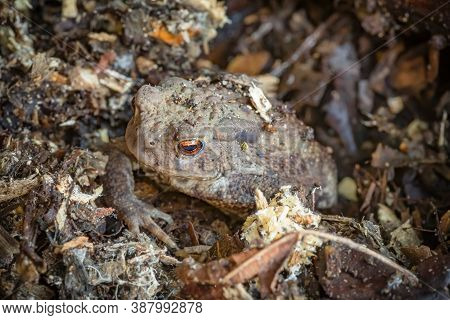 Common Toad, Bufo Bufo, Hiding In A Garden In Uk
