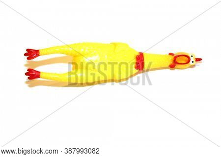 Rubber Chicken. A yellow rubber chicken squeaky toy. Isolated on white. Room for text. 
