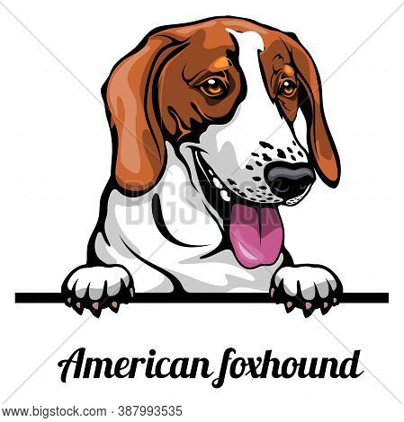Head American Foxhound - Dog Breed. Color Image Of A Dogs Head Isolated On A White Background