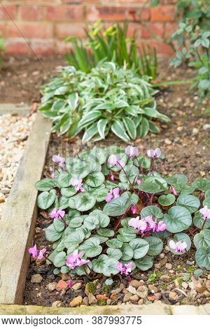 Spring Flowers In A Garden Flowerbed With Cyclamens And Alstroemeria, Uk