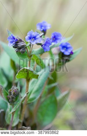 Lungwort Or Pulmonaria Blue Ensign In Flower, Pulmonaria Angustifolia Plant, Uk