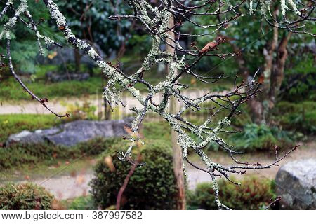 Closeup The Branch Of Tree With Lichen Moss And Background Out Focus Garden. Thallophytic Plant Cove