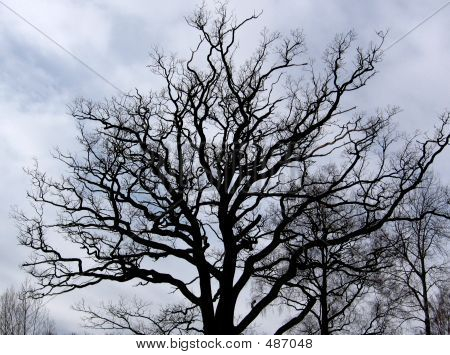 Bare Oak