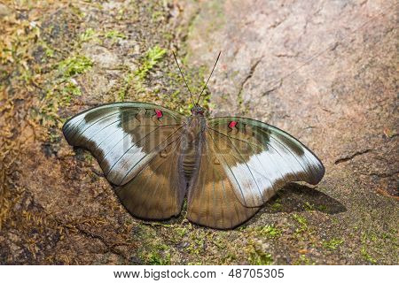 Redspot Duke Butterfly