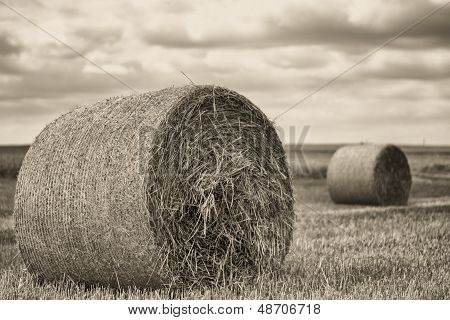 Tek renkli saman balya