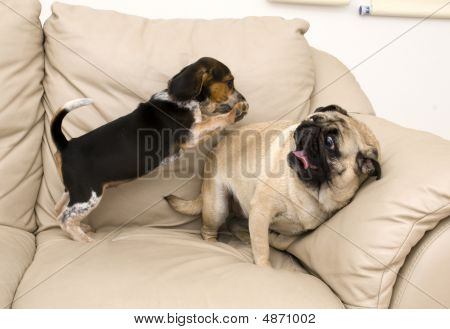 Attacco del Beagle