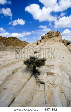 Close Up sulle rocce con un piccolo albero - Snow Canyon Utah