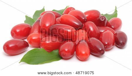 Cornels