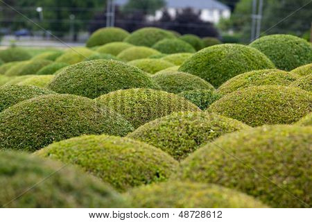 Boxwood - Green garden balls in Loire Valley. France