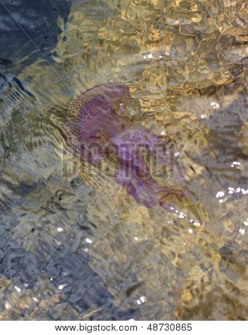 Jellyfish in the sea water
