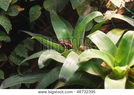Phantasmal Poison Dart Frog - Epipedobates Tricolor