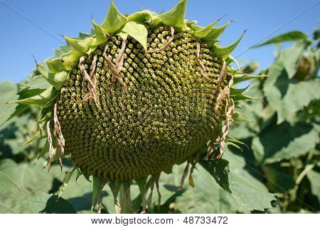 Ripe sunflower