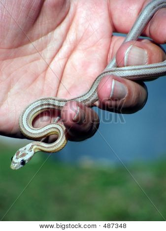 Serpente In mano