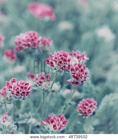 มอน Anthyllis 