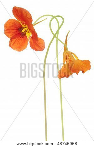 Nasturtium