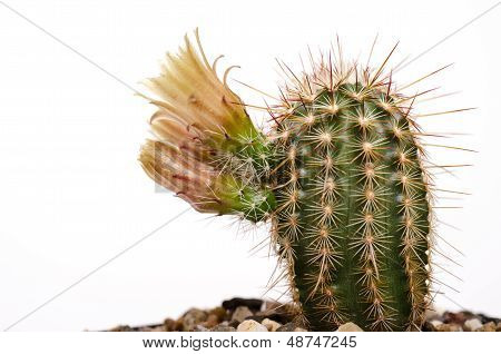 Cactus Echinocereus med gule blomstre