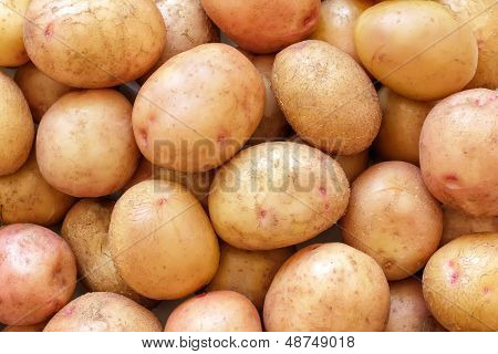 Potato
