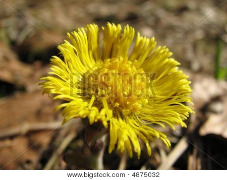 Tussilage