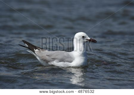 Kongói sirály (larus Hartlaubii)