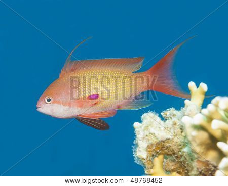 Anthias fisk svømmer i blå vand