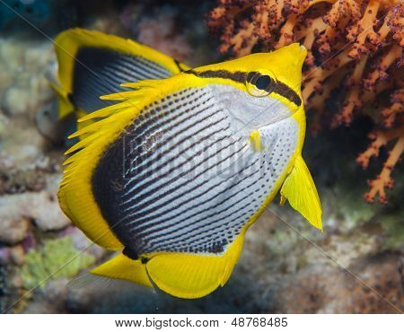 Blackbacked las mariposas en un arrecife de Coral