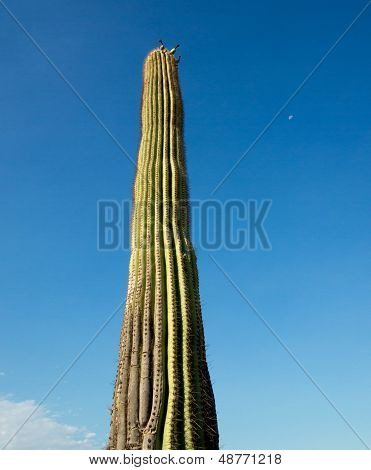 Saguaro-Kaktus-Portrait