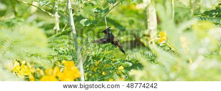 Antillean Crested Hummingbird (orthorhyncus Cristatus)