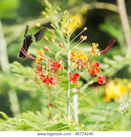 Antillean Crested Hummingbird (orthorhyncus Cristatus)