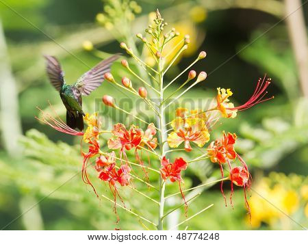Antillean Crested Hummingbird (orthorhyncus Cristatus)