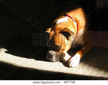 Boxer dans Sunbeam
