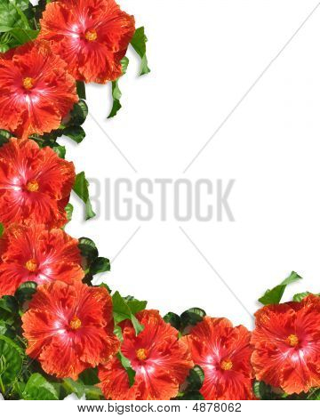 Sfondo fiori di ibisco rosso tropicale