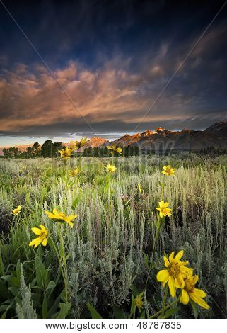Wildflowers In The Tetons