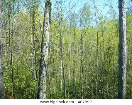 Woods