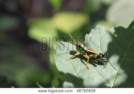Black And Green Grasshopper