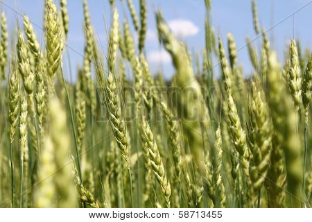Green Wheat Ears