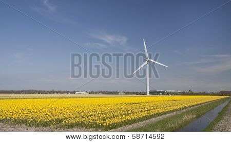 Yellow dutch spring view.