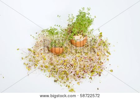 Fresh Alfalfa Sprouts and Spring Easter Egg
