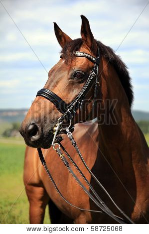 Horse portrait