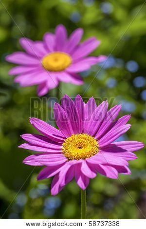 Pink painted daisies (Tanacetum coccineum) in the summer garden