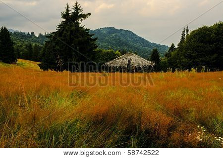 Through the Grass
